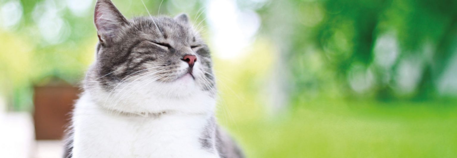 Kedi Sinekliği Nedir? 444 Bakır