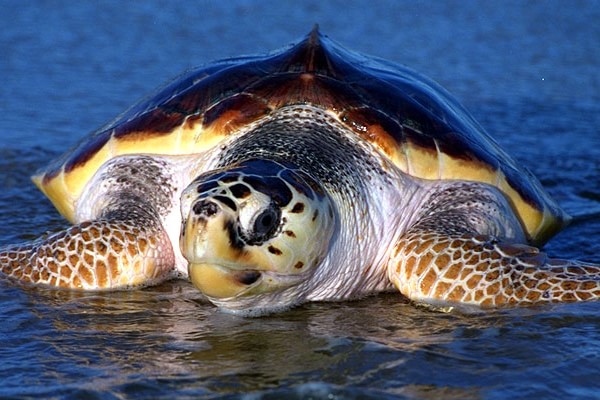 caretta caretta