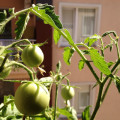 balkon sebzeciliği